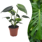 Monstera deliciosa (hulplant) – Ø12 cm, 30 cm høj