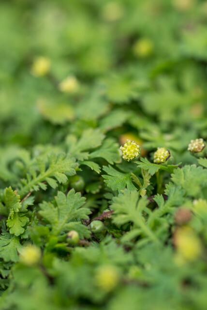 Leptinella squalida – 60 planter, Ø9 cm, 10–25 cm høje – billede 4