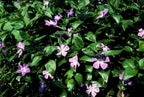 Vinca major (maagdenpalm) – 12 planten, Ø9 cm, 10–25 cm hoog