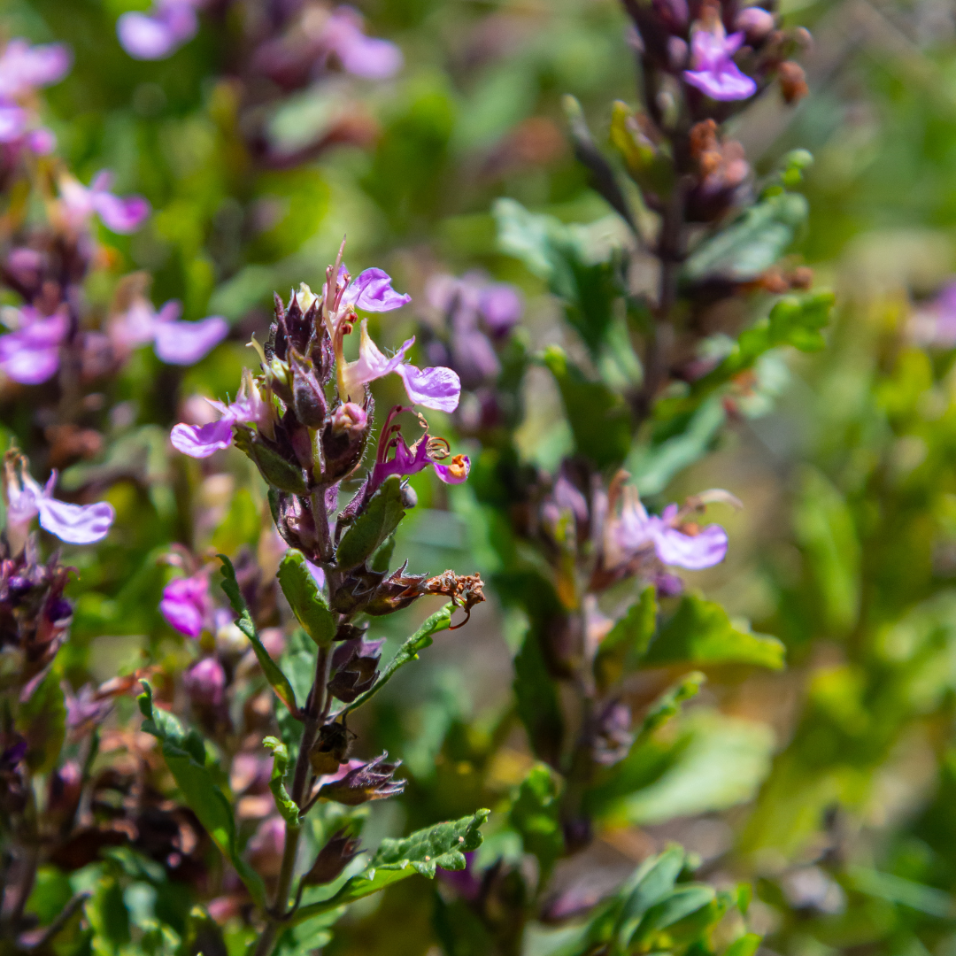 Teucrium lucidrys (teucrium) – 6 plantes, Ø9 cm, 10–25 cm de haut – photo 8