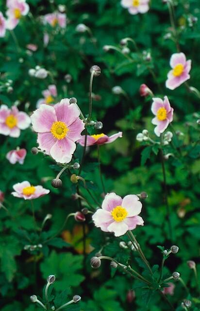Anemone tom. 'Robustissima' (Herbstanemone) – 12 Pflanzen, Ø 9 cm, 10–25 cm hoch