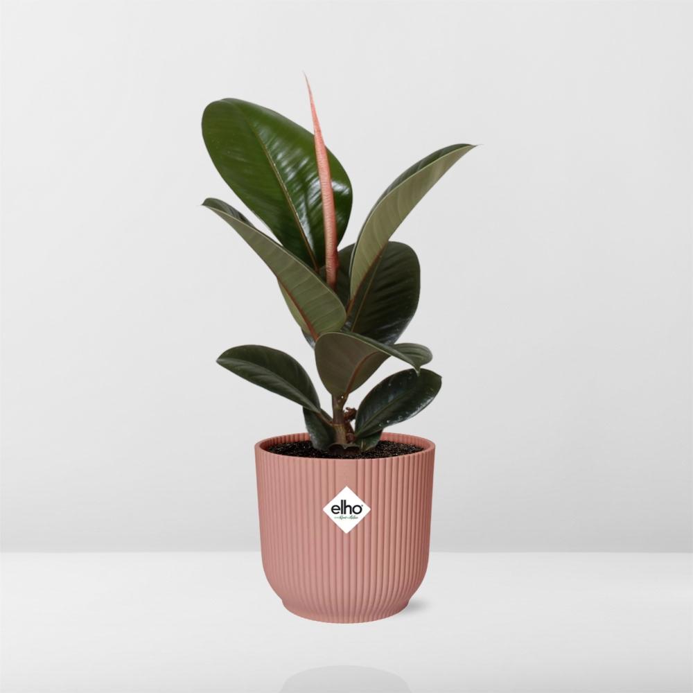 Ficus elastica ‘Robusta’ in ELHO Vibes Fold 14cm roze (rubberplant) – 35 cm hoog