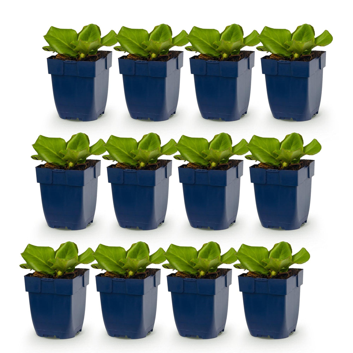 Bergenia cordifolia (schoenlappersplant) – roze – 12 planten, Ø11 cm, 15–25 cm hoog