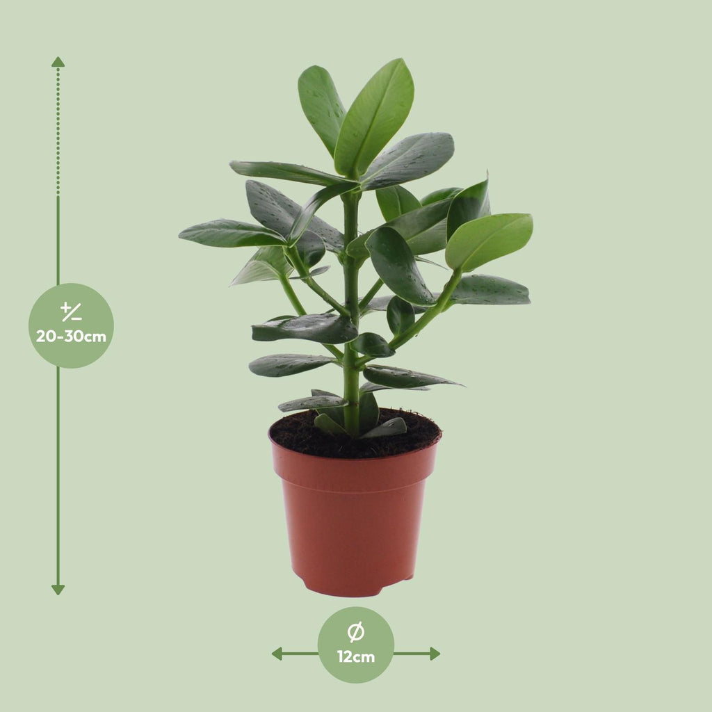 Clusia Rosea Princess – Ø12 cm, 15 cm høj