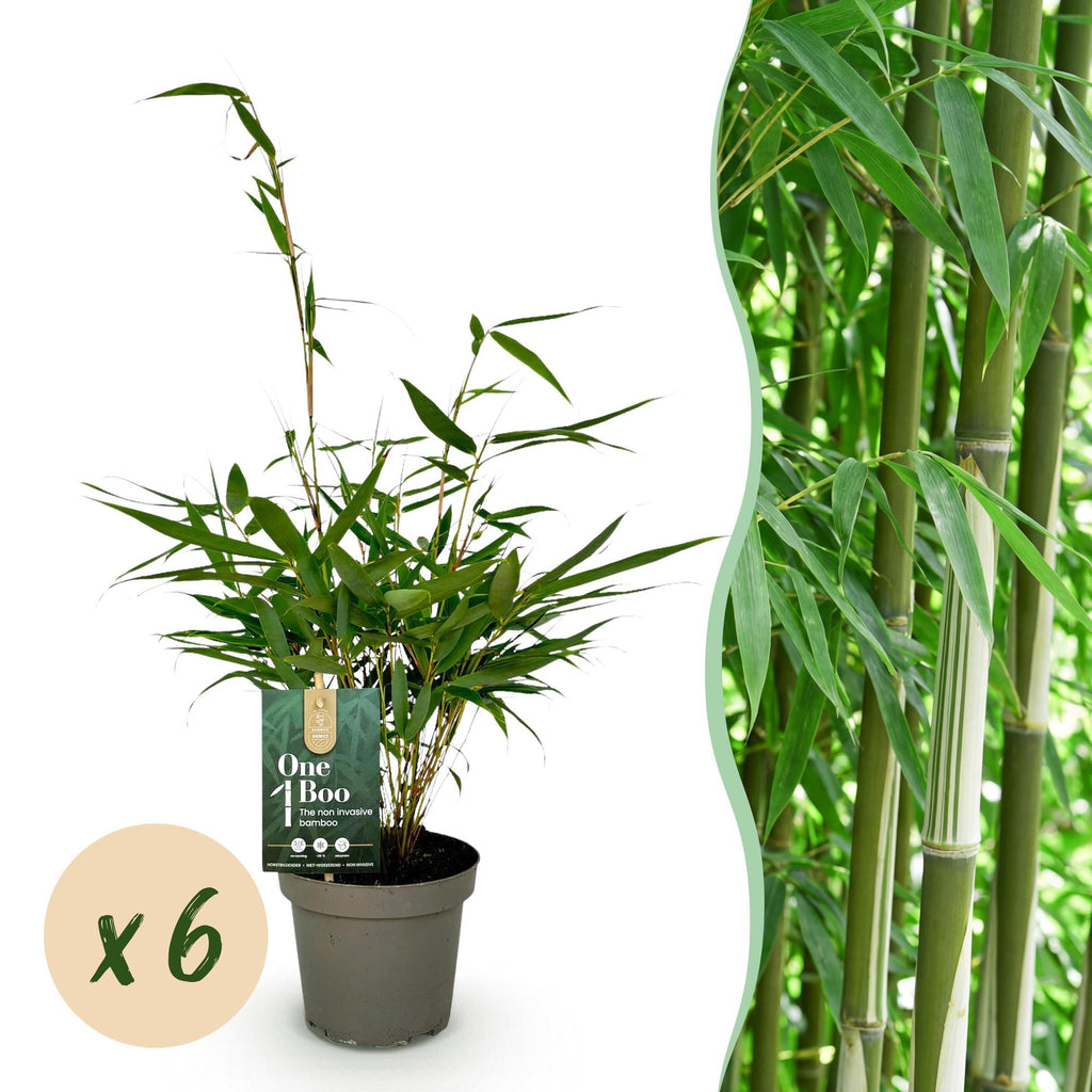 Fargesia robusta 'Pingwu' (bamboo) – 6 plants, Ø14 cm, 35 cm high