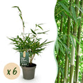 Fargesia robusta 'Pingwu' (bamboo) – 6 plants, Ø14 cm, 35 cm high