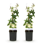 Passiflora 'Avalanche' (Passionsblume) – weiß – 2 Pflanzen, Ø 11 cm, 40 cm hoch