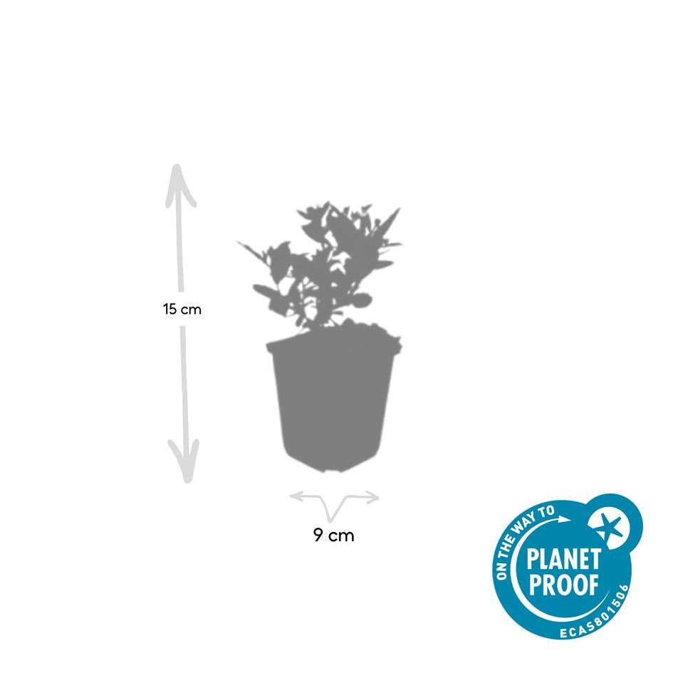 Aster ageratoides 'Stardust' – 24 Pflanzen, Ø9 cm, 10–25 cm hoch