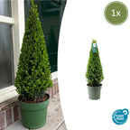 Ilex-Pyramide (Stechpalme) – Ø 21 cm, 55 cm hoch
