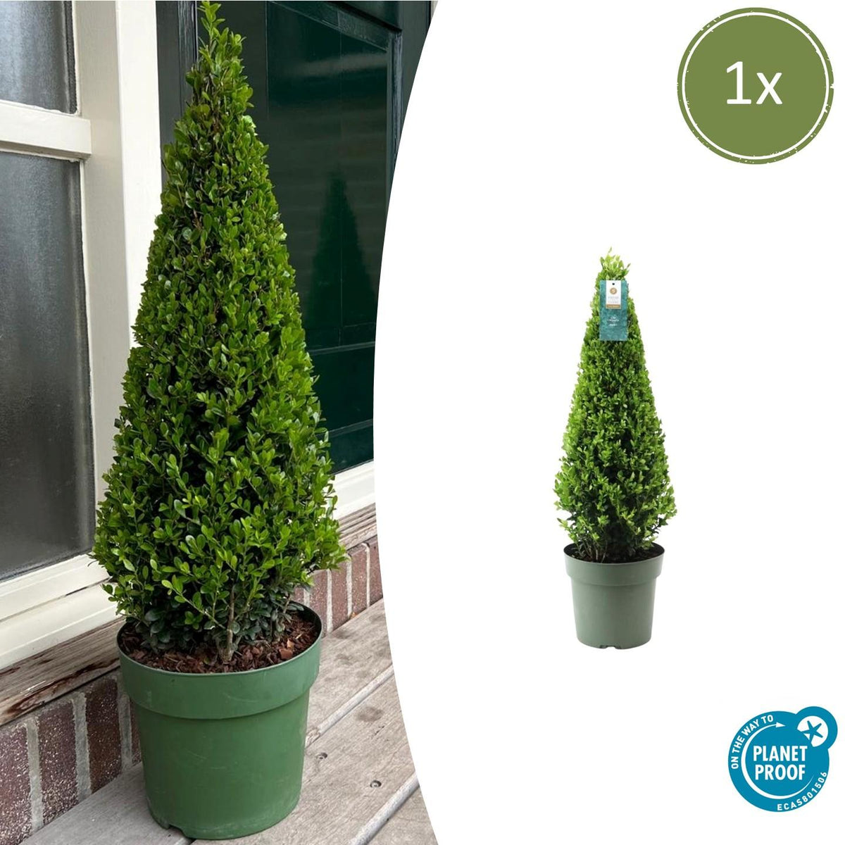 Ilex-Pyramide (Stechpalme) – Ø 21 cm, 55 cm hoch – Bild 2
