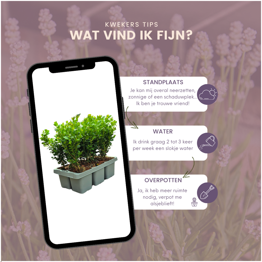 Buxus 'NewGen Freedom' – 72 Pflanzen, Ø 7 cm, 15 cm hoch