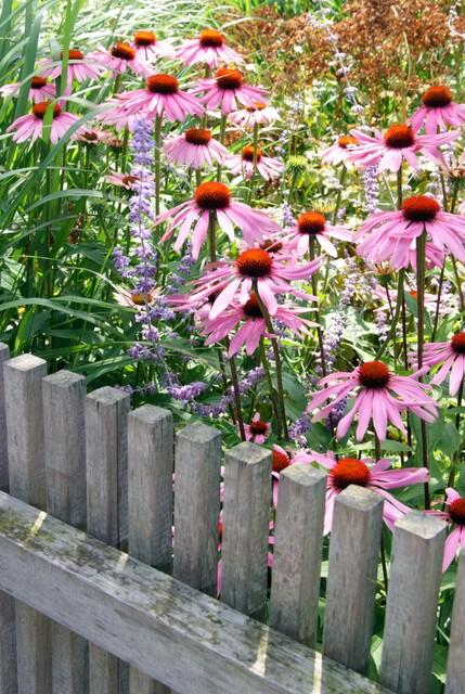 Echinacea p. 'Magnus' (coneflower) – 60 plants, Ø9 cm, 10–25 cm high
