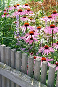 Echinacea p. 'Magnus' (coneflower) – 60 plants, Ø9 cm, 10–25 cm high