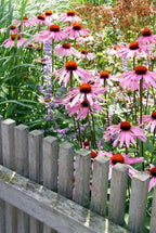 Echinacea p. 'Magnus' (coneflower) – 60 plants, Ø9 cm, 10–25 cm high