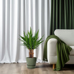 Yucca "Tres Cañas" 30 stam – Ø19 cm, 70 cm hög
