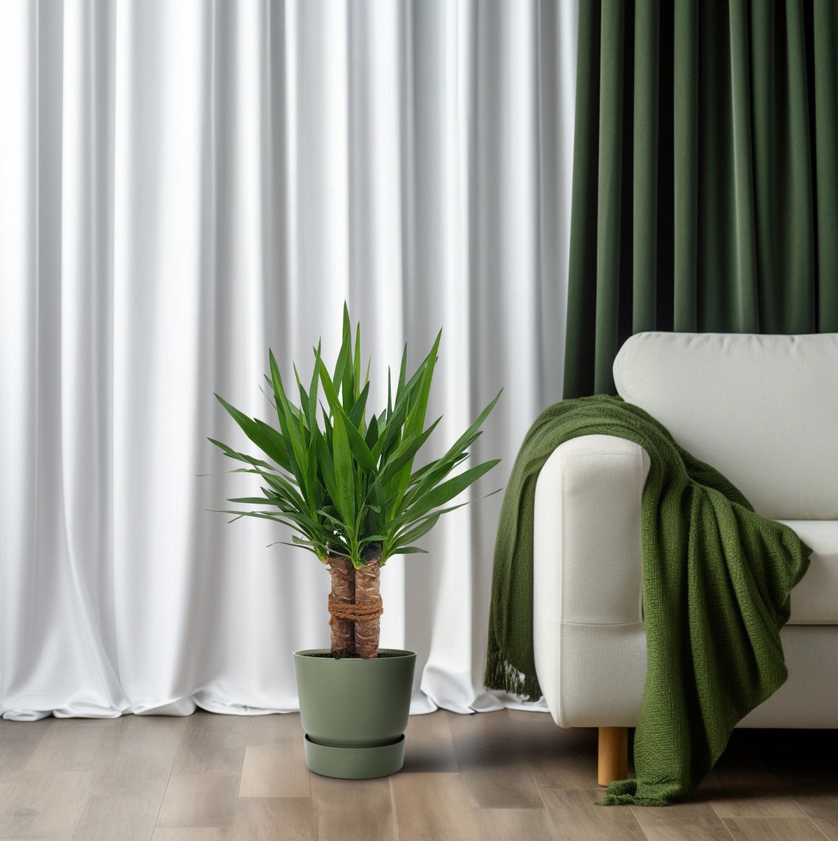 Yucca "Tres Cañas" 30 stam – Ø19 cm, 70 cm hög