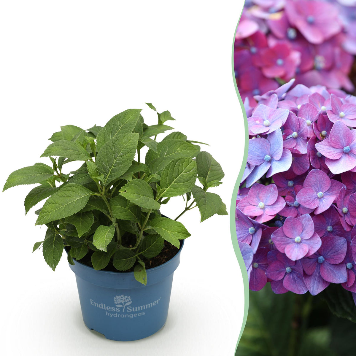 Hydrangea 'Endless Summer Summer Love Purple' (hortensia) – paars – Ø14 cm, 20–25 cm hoog