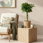 Schefflera Nora (fingerbølme) med kurv – Ø21 cm, 70–82 cm høj