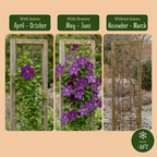 Clematis 'Etoile Viol' (Virgin's Bower) – purple – Ø9 cm, 35 cm high