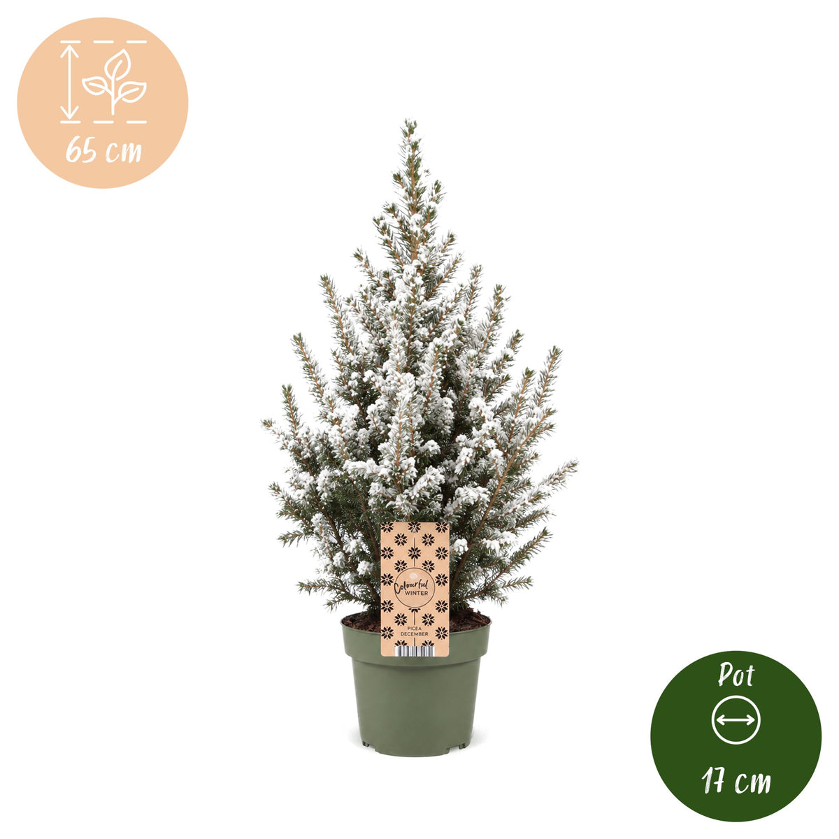 2× Picea glauca Conica (Weihnachtsbäumchen) – Ø17 cm, 65 cm hoch – weiß