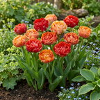 Tulp 'Gudoshnik Double' – 24 bloembollen (bolmaat 11/12)