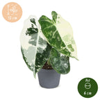 Alocasia Frydek Variegata (oreille d’éléphant) – Ø6 cm, 12 cm de haut