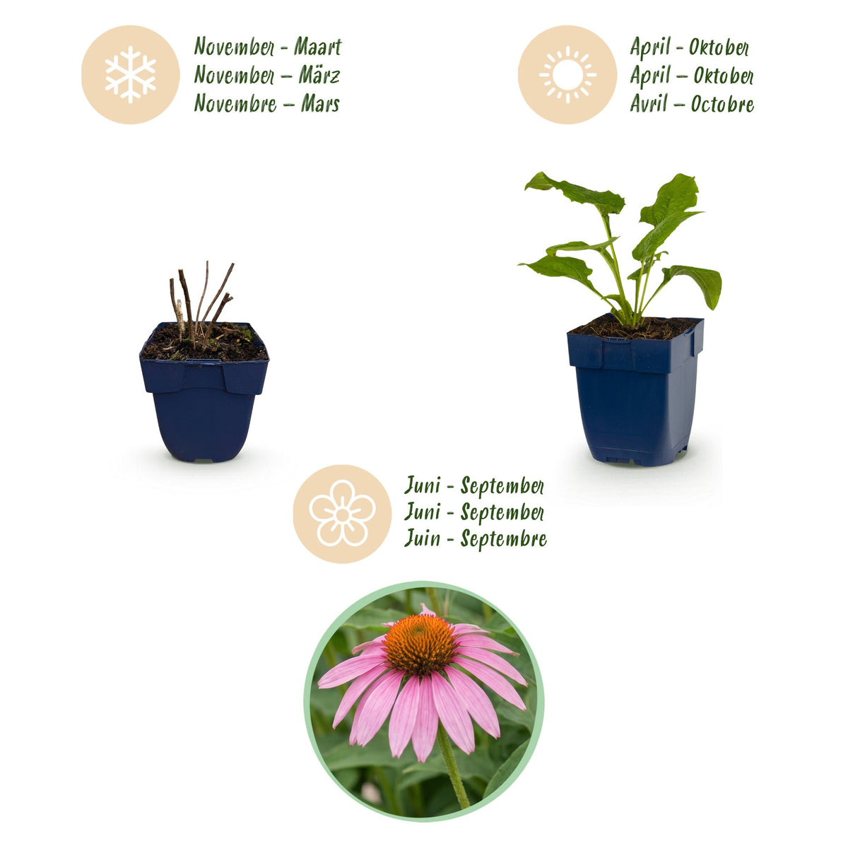 Echinacea purp. 'Magnus' (échinacée) – rose – 12 plantes, Ø11 cm, 15–25 cm de haut – photo 4