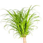 Beaucarnea recurvata Stam (olifantspoot) – Ø27 cm, 110–130 cm hoog