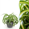Chlorophytum comosum Bonnie (plante-araignée) en pot décoratif Potter gris – Ø12 cm, 20 cm de haut