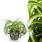 Chlorophytum comosum Bonnie (plante-araignée) en pot décoratif Potter gris – Ø12 cm, 20 cm de haut