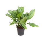 Aglaonema B.J, Freedman – Ø24 cm, 70 cm hoog