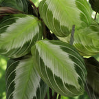 4× Maranta Fascinator Silverband (plante prieuse) – Ø12 cm, 30–35 cm de haut