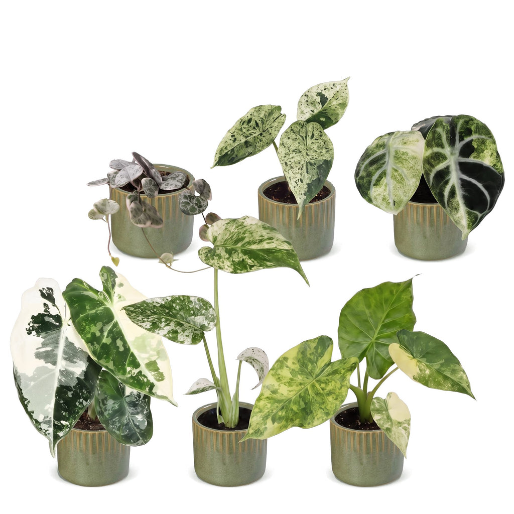 6× jeunes plantes Variegata Mix incl. Linnea Olive – Ø6 cm, 10–15 cm de haut – photo 2