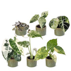 6× jeunes plantes Variegata Mix incl. Linnea Olive – Ø6 cm, 10–15 cm de haut
