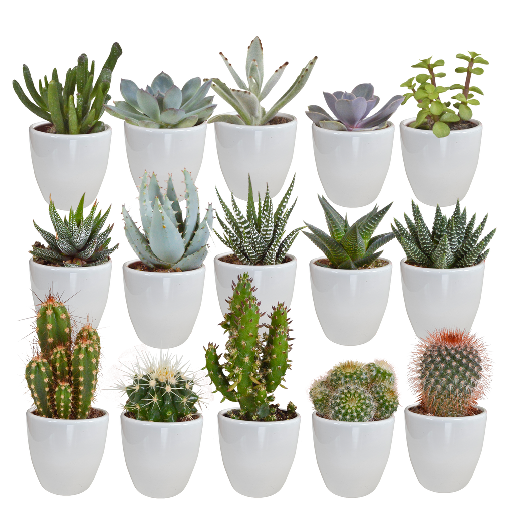 15× Cactus en vetplanten mix (Cactaceae) in witte pot – Ø7 cm, 13 cm hoog – foto 19