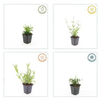 Verbena bon. 'Lollipop' (Eisenhart) – 60 Pflanzen, Ø9 cm, 10–25 cm hoch
