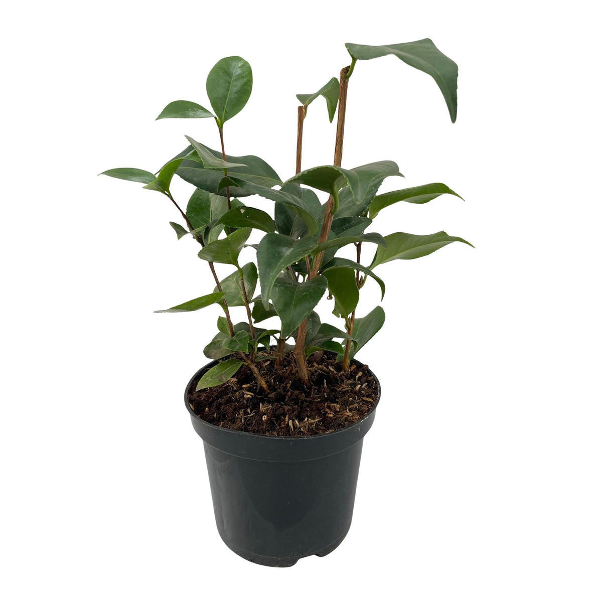 Camellia japonica 'Tricolour' (camelia) – roze-wit-rood – Ø15 cm, 30 cm hoog – bild 2