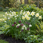 Blumenzwiebelpaket Feuchter Garten – 240 Blumenzwiebeln (Zwiebelgröße 10/12)