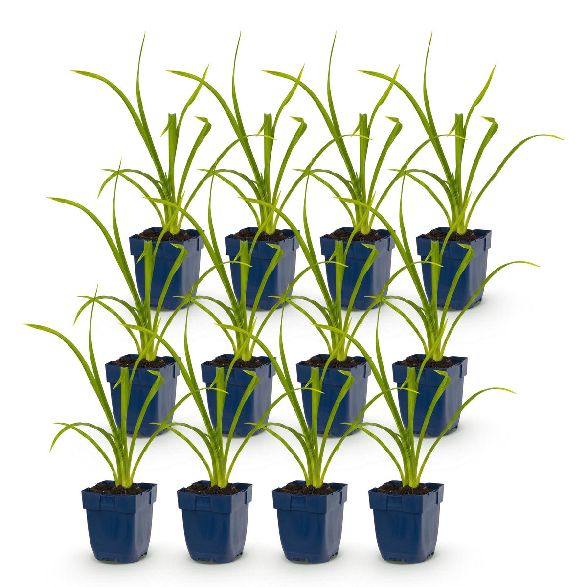 Hemerocallis 'Summer Wine' (daglelie) – paars – 12 planten, Ø11 cm, 15–25 cm hoog