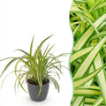 Chlorophytum comosum Variegatum (spider plant) in grey Potter decorative pot – Ø12 cm, 20 cm high