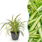 Chlorophytum comosum Variegatum (spider plant) in grey Potter decorative pot – Ø12 cm, 20 cm high