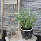 Acorus gramineus 'Argenteostriatus' (sweet flag) – 3 plants, Ø14 cm, 30 cm high