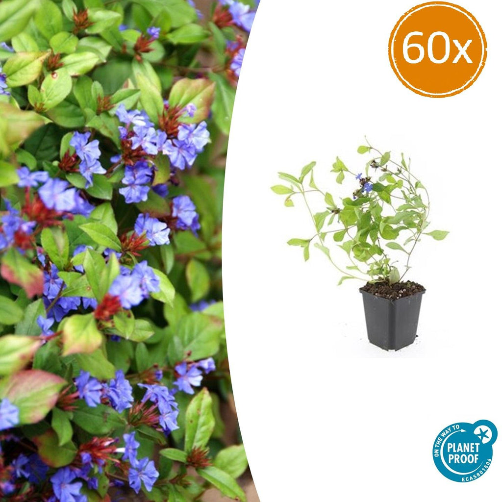 Ceratostigma plumbaginoides (plumbagine) – 60 plantes, Ø9 cm, 10–25 cm de haut – photo 2