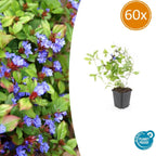Ceratostigma plumbaginoides (plumbagine) – 60 plantes, Ø9 cm, 10–25 cm de haut