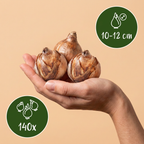 Blumenzwiebelpaket Trockengarten – 140 Blumenzwiebeln (Zwiebelgröße 10/12)