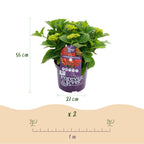 Hortensia 'Forever & Ever' (hortensia) – rød – 2 planter, Ø23 cm, 55 cm høj