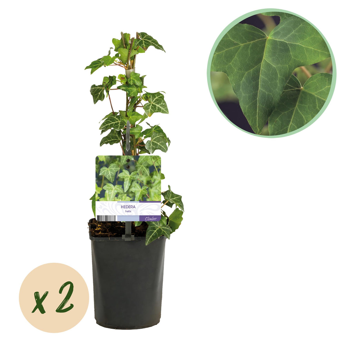 Hedera helix (klimop) – 2 planten, Ø11 cm, 40 cm hoog