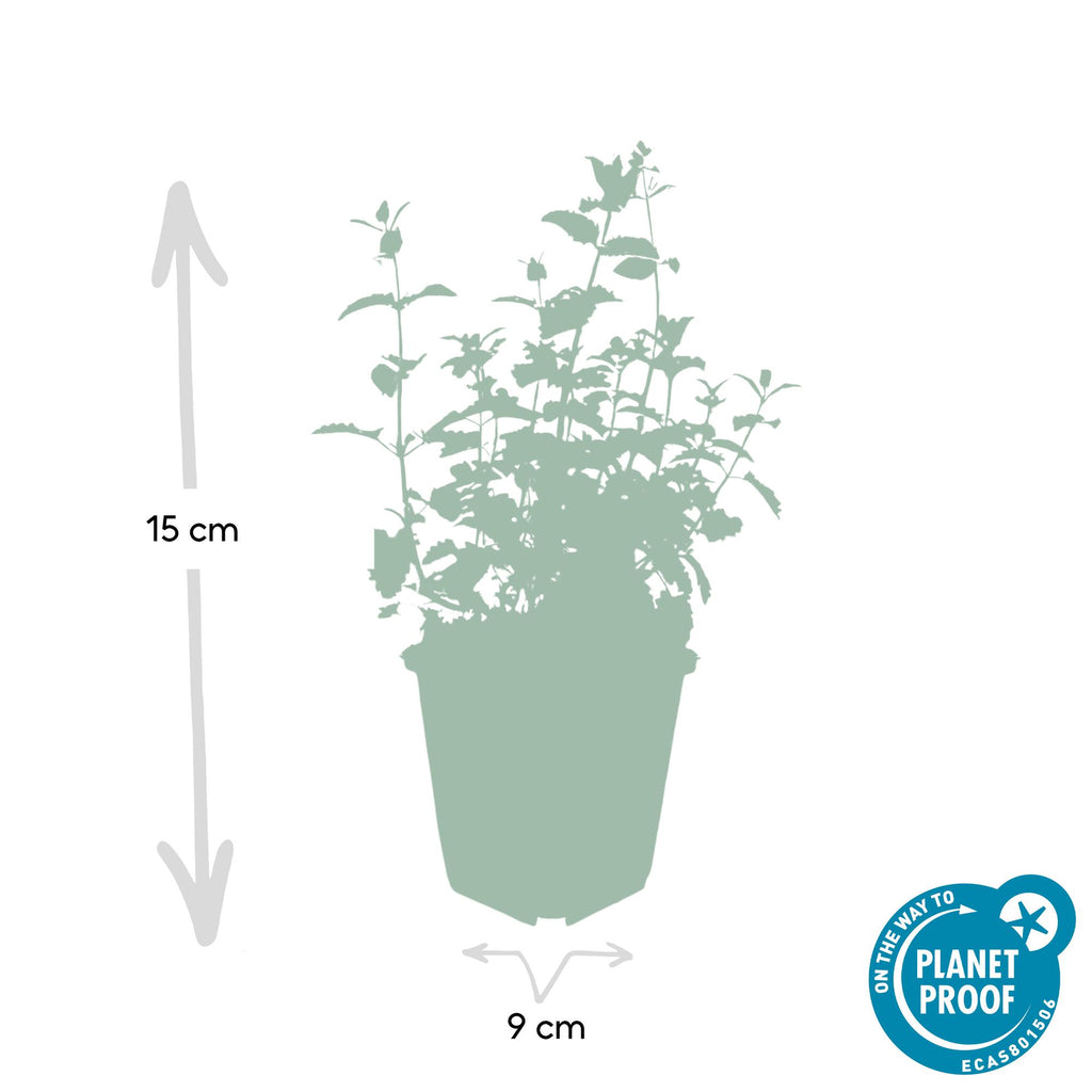 Nepeta 'Six Hills Giant' (catmint) – 12 plants, Ø9 cm, 10–25 cm high – photo 2