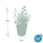 Nepeta 'Six Hills Giant' (catmint) – 12 plants, Ø9 cm, 10–25 cm high