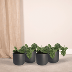 4× Scindapsus pictus – Ø12 cm, 15 cm hoog